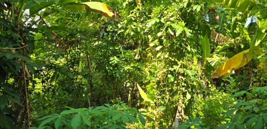 Dijual tanah 695m² view laut dan sawah dekat pantai