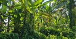 Dijual tanah 695m² view laut dan sawah dekat pantai