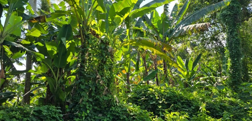 Dijual tanah 695m² view laut dan sawah dekat pantai