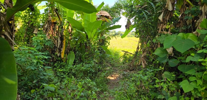 Dijual tanah 695m² view laut dan sawah dekat pantai