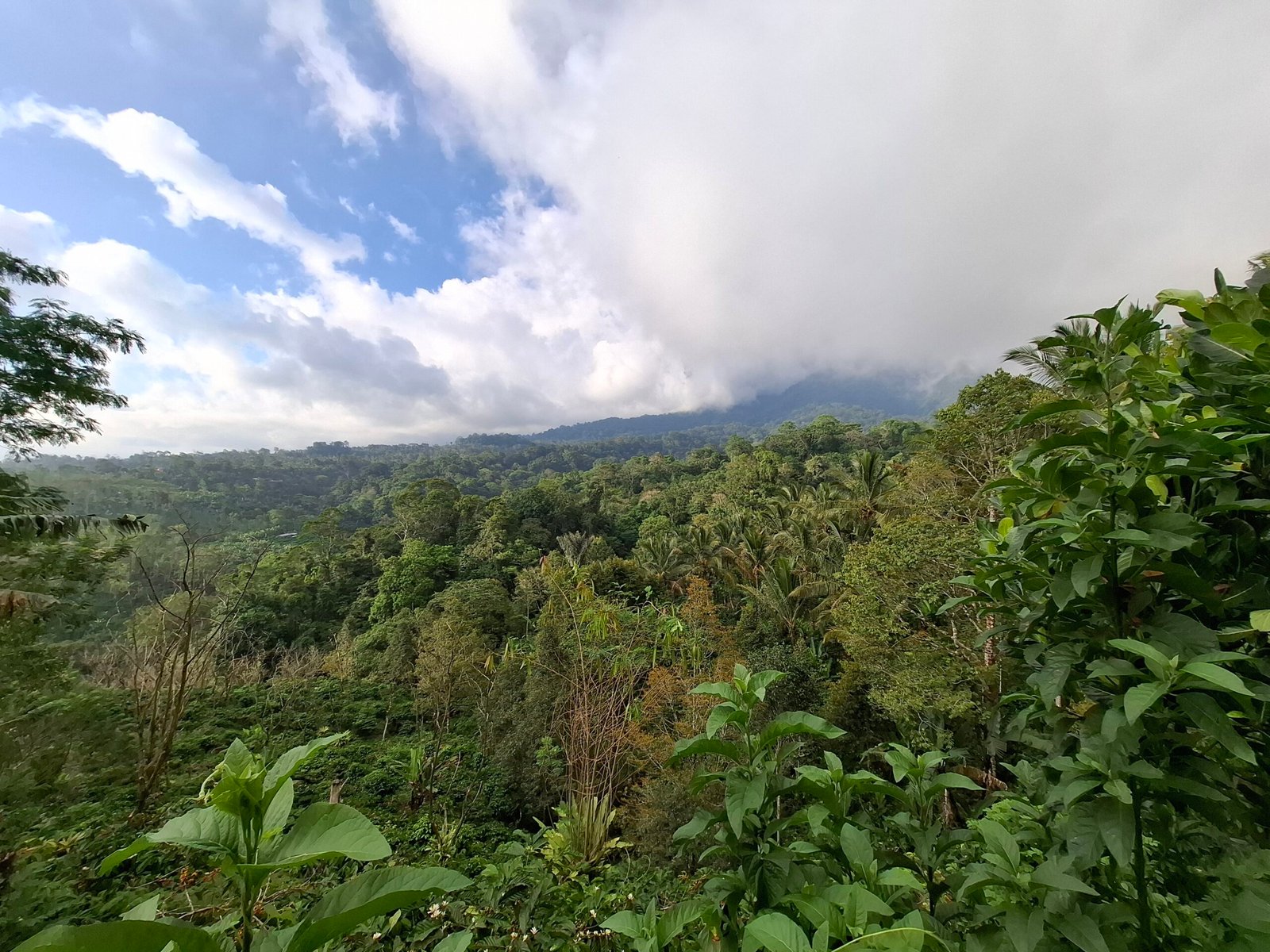 Dijual tanah kebun ketinggian 895 mdpl mendapatkan view gunung