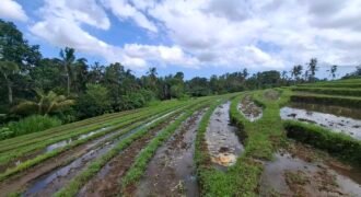 Dijual tanah los sungai dan view sawah dekat dengan kawasan wisata pantai