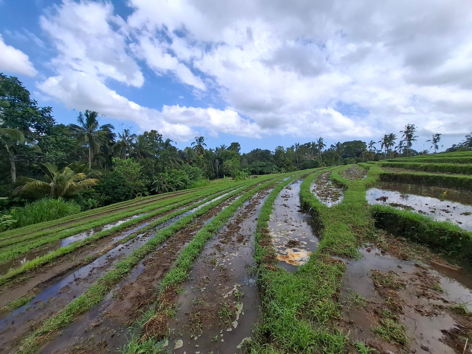 Dijual tanah los sungai dan view sawah dekat dengan kawasan wisata pantai