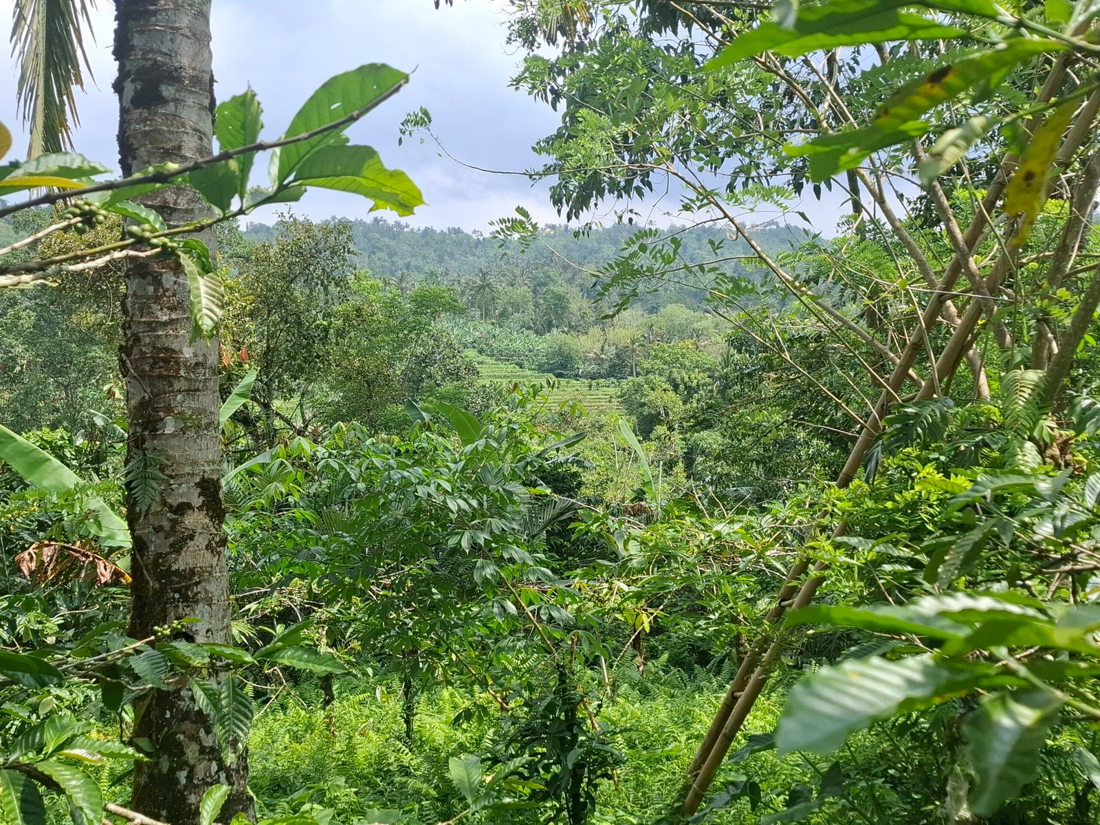 Dijual tanah kebun los sungai view gunung dan sawah