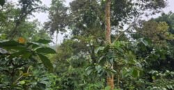 Dijual tanah kebun kopi dan sawah los sungai dengan view yang indah