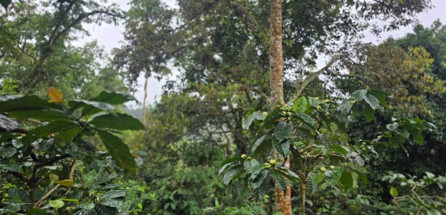 Dijual tanah kebun kopi dan sawah los sungai dengan view yang indah