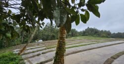Dijual tanah kebun kopi dan sawah los sungai dengan view yang indah