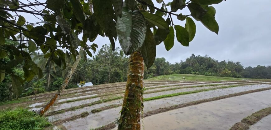 Dijual tanah kebun kopi dan sawah los sungai dengan view yang indah