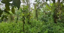 Dijual tanah kebun kopi dan sawah los sungai dengan view yang indah