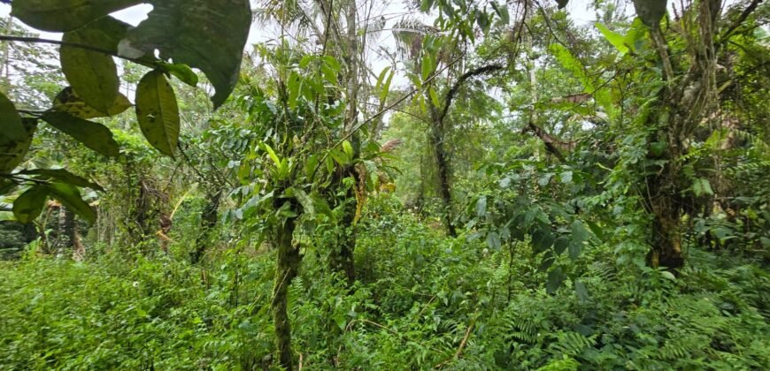 Dijual tanah kebun kopi dan sawah los sungai dengan view yang indah
