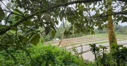 Dijual tanah kebun kopi dan sawah los sungai dengan view yang indah