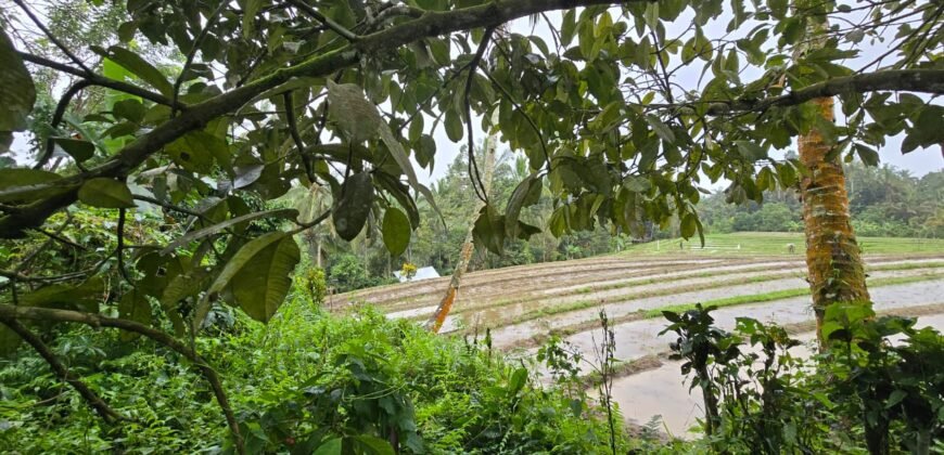 Dijual tanah kebun kopi dan sawah los sungai dengan view yang indah