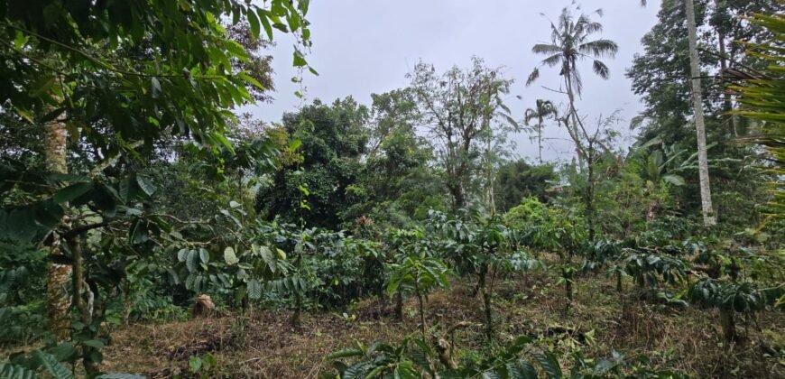 Dijual tanah kebun kopi dan sawah los sungai dengan view yang indah