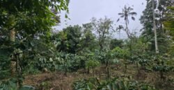 Dijual tanah kebun kopi dan sawah los sungai dengan view yang indah
