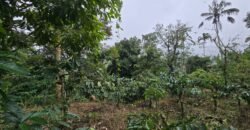 Dijual tanah kebun kopi dan sawah los sungai dengan view yang indah