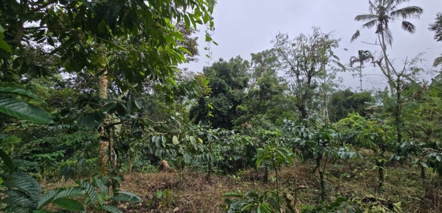 Dijual tanah kebun kopi dan sawah los sungai dengan view yang indah