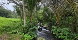 Dijual tanah kebun kopi dan sawah los sungai dengan view yang indah