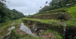 Dijual tanah kebun kopi dan sawah los sungai dengan view yang indah
