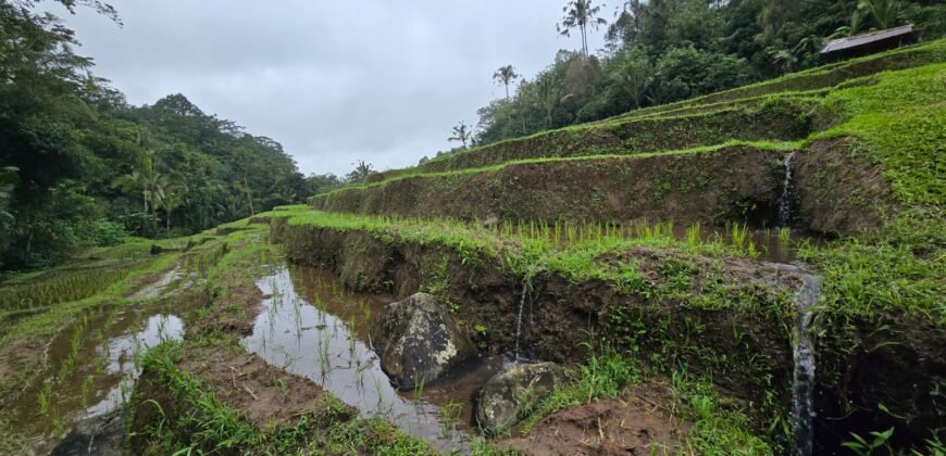 Dijual tanah kebun kopi dan sawah los sungai dengan view yang indah