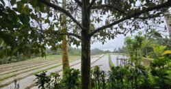 Dijual tanah kebun kopi dan sawah los sungai dengan view yang indah