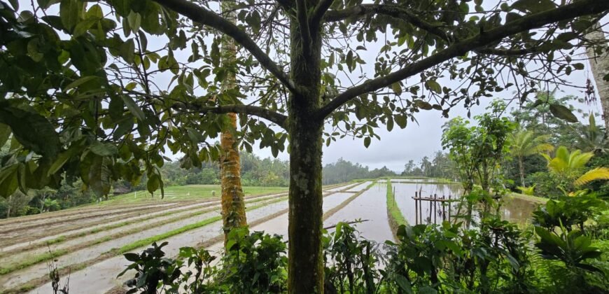 Dijual tanah kebun kopi dan sawah los sungai dengan view yang indah