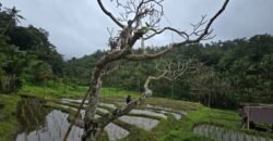 Dijual tanah kebun kopi dan sawah los sungai dengan view yang indah