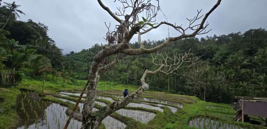 Dijual tanah kebun kopi dan sawah los sungai dengan view yang indah