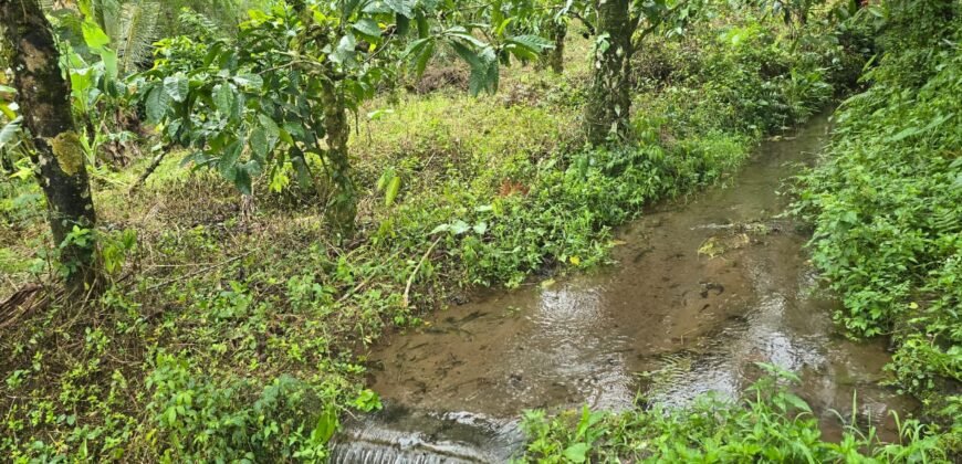 Dijual tanah kebun kopi dan sawah los sungai dengan view yang indah