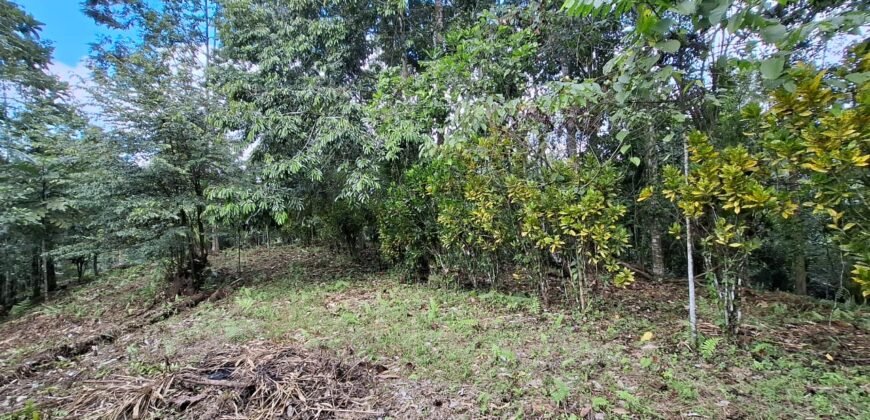 Dijual tanah kebun ketinggian 400mdpl di kelilingi saluran air