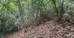 Dijual tanah kebun ketinggian 400mdpl di kelilingi saluran air