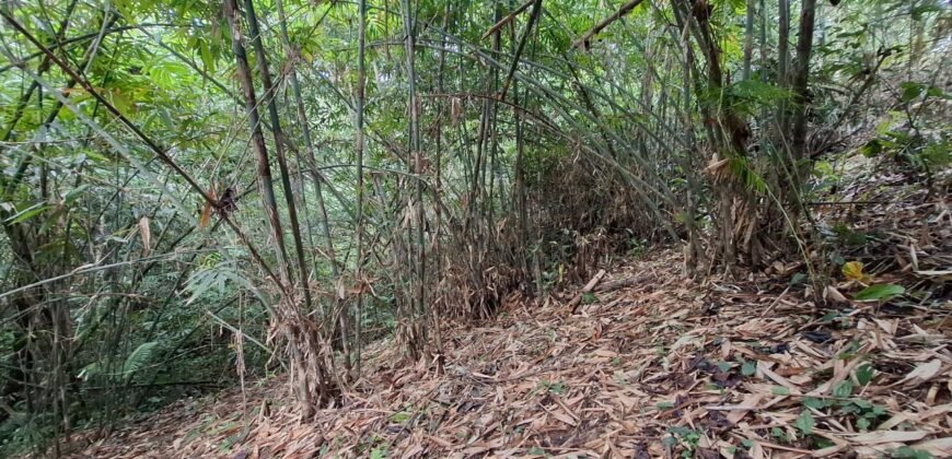 Dijual tanah kebun ketinggian 400mdpl di kelilingi saluran air