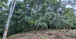 Dijual tanah kebun ketinggian 400mdpl di kelilingi saluran air