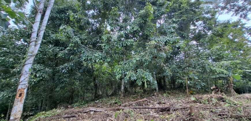 Dijual tanah kebun ketinggian 400mdpl di kelilingi saluran air