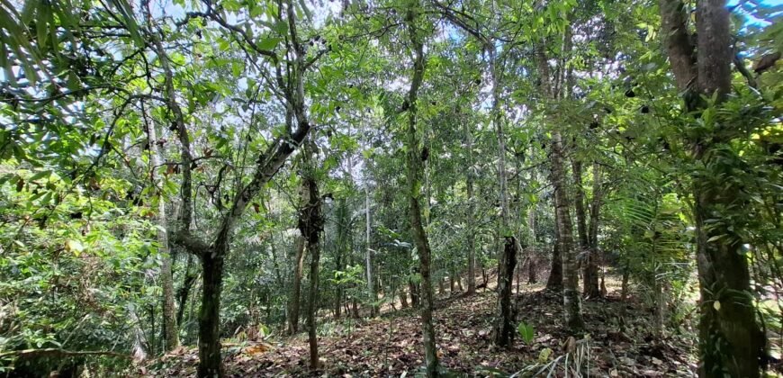 Dijual tanah kebun ketinggian 400mdpl di kelilingi saluran air