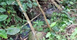 Dijual tanah kebun ketinggian 400mdpl di kelilingi saluran air