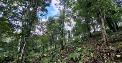 Dijual tanah kebun ketinggian 400mdpl di kelilingi saluran air