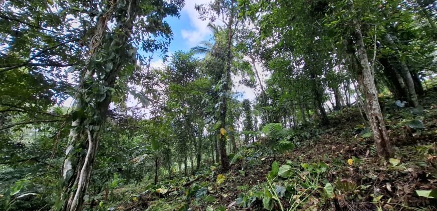 Dijual tanah kebun ketinggian 400mdpl di kelilingi saluran air