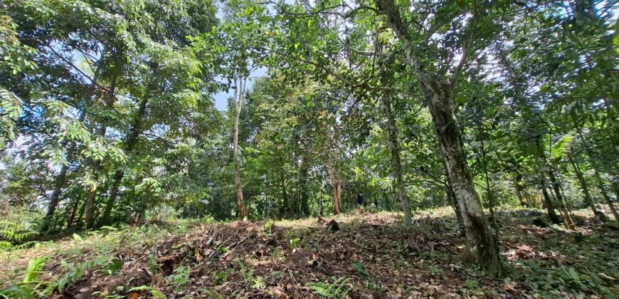 Dijual tanah kebun ketinggian 400mdpl di kelilingi saluran air