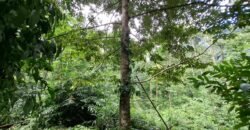 Dijual tanah kebun ketinggian 400mdpl di kelilingi saluran air