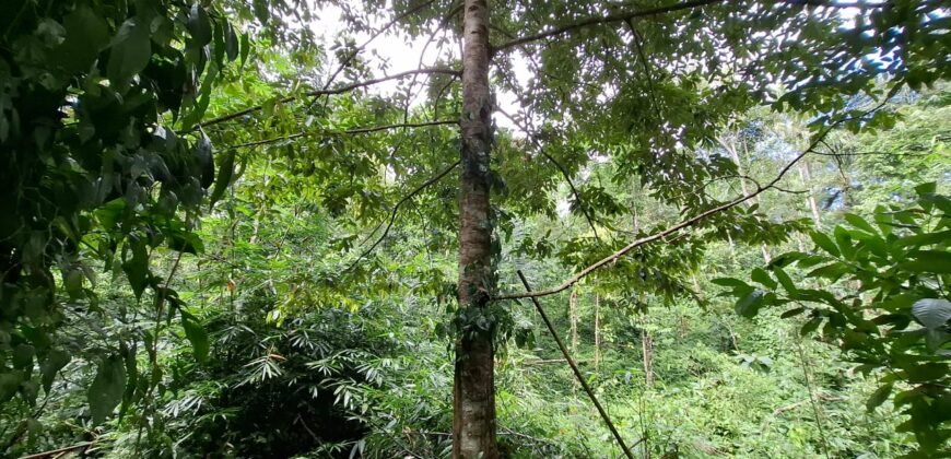 Dijual tanah kebun ketinggian 400mdpl di kelilingi saluran air