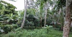 Tanah kebun luasan kecil zona kuning cocok untuk perumahan