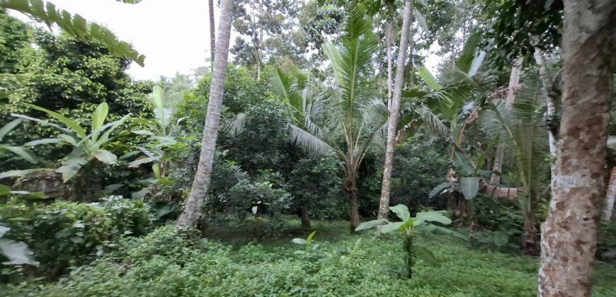 Tanah kebun luasan kecil zona kuning cocok untuk perumahan