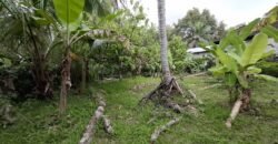 Tanah kebun luasan kecil zona kuning cocok untuk perumahan