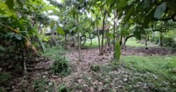 Tanah kebun luasan kecil zona kuning cocok untuk perumahan