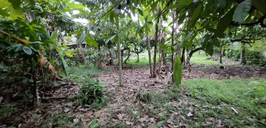 Tanah kebun luasan kecil zona kuning cocok untuk perumahan