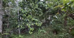 Tanah kebun luasan kecil zona kuning cocok untuk perumahan