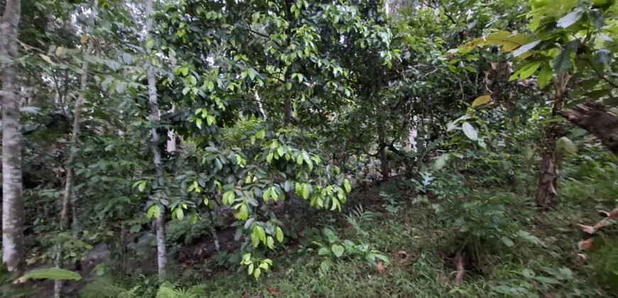 Tanah kebun luasan kecil zona kuning cocok untuk perumahan