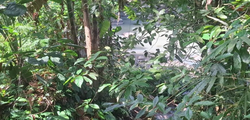 Tanah los sungai jernih di tabanan bali cocok untuk villa