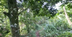 Tanah los sungai jernih di tabanan bali cocok untuk villa