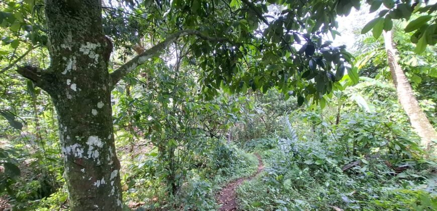 Tanah los sungai jernih di tabanan bali cocok untuk villa